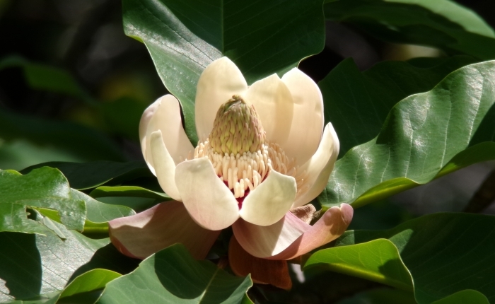 ホオノキの花　上