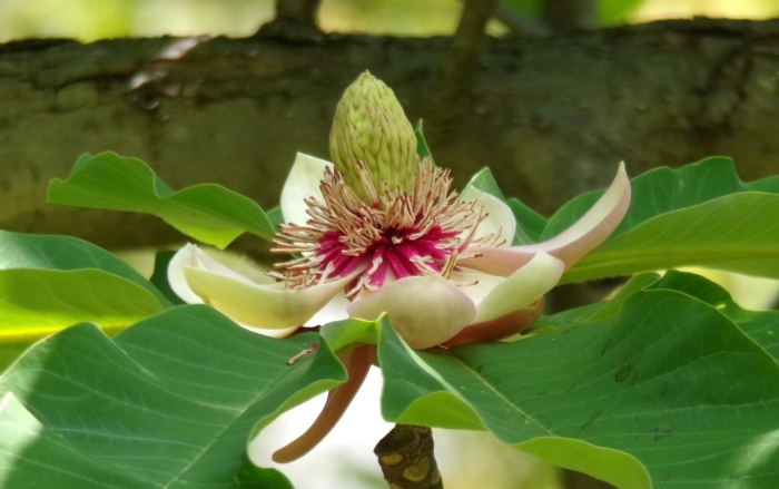 ホオノキの花　斜め横