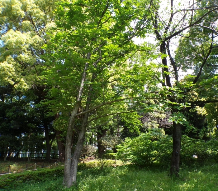 ホオノキ　全体