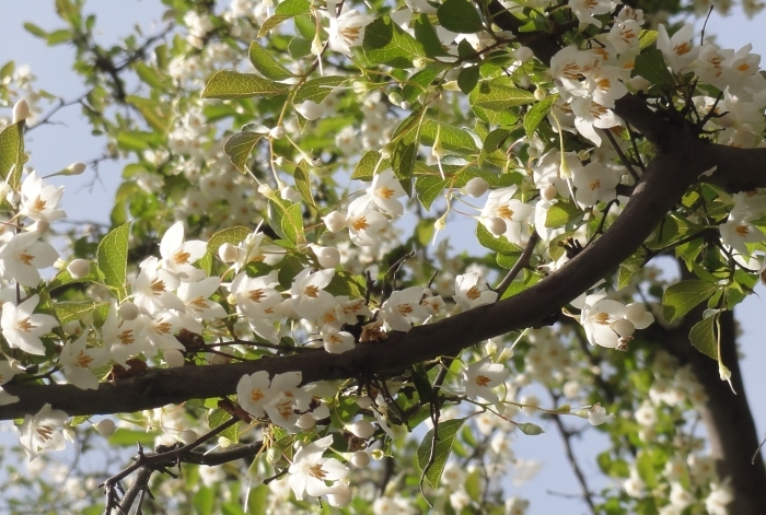 エゴノキの花