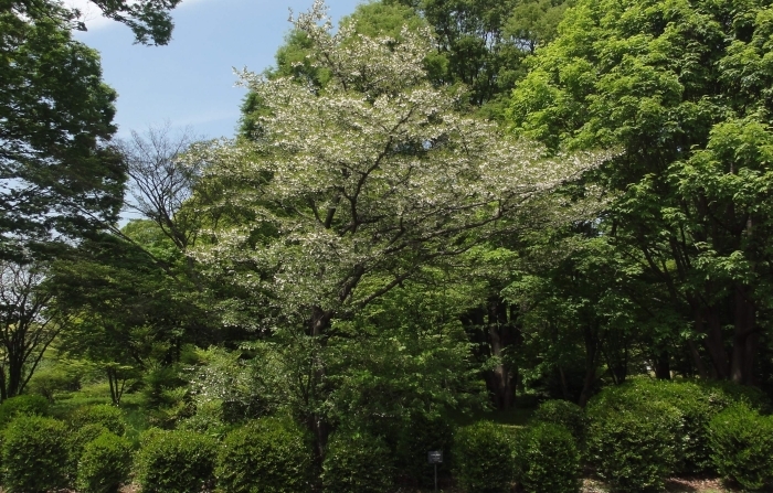エゴノキ　全体