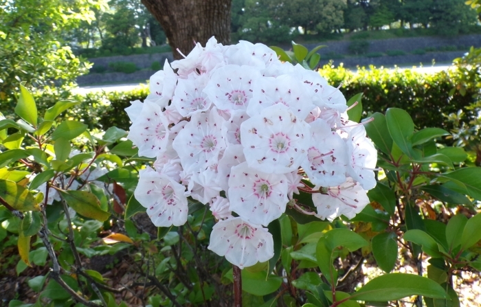 カルミアの花のアップ