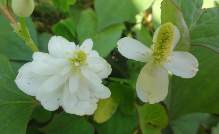 ヤエドクダミとドクダミの花