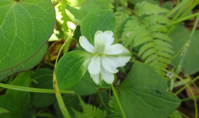 開花途中のヤエドクダミ