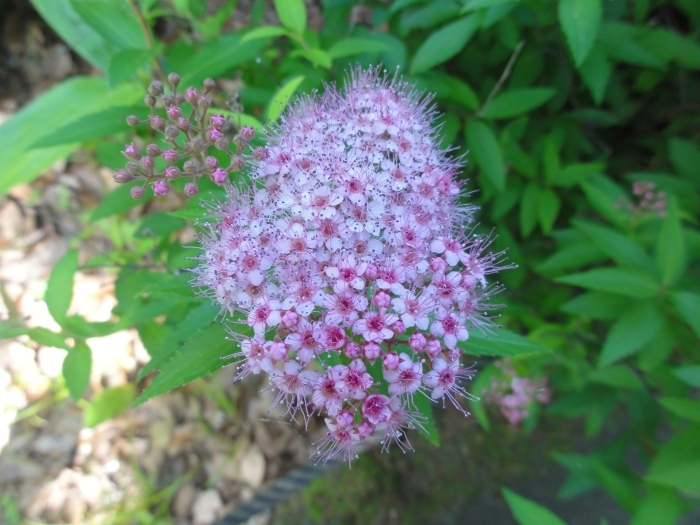 シモツケの花のアップ