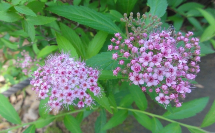 シモツケの花