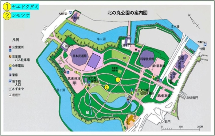 ヤエドクダミとシモツケの地図