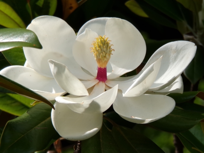 タイサンボクの花