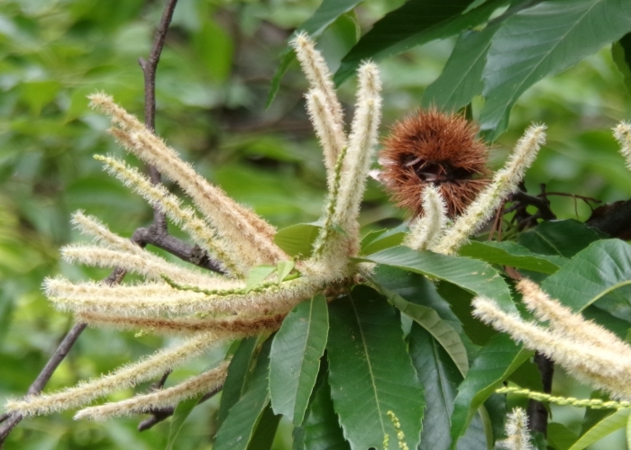 クリの花と実