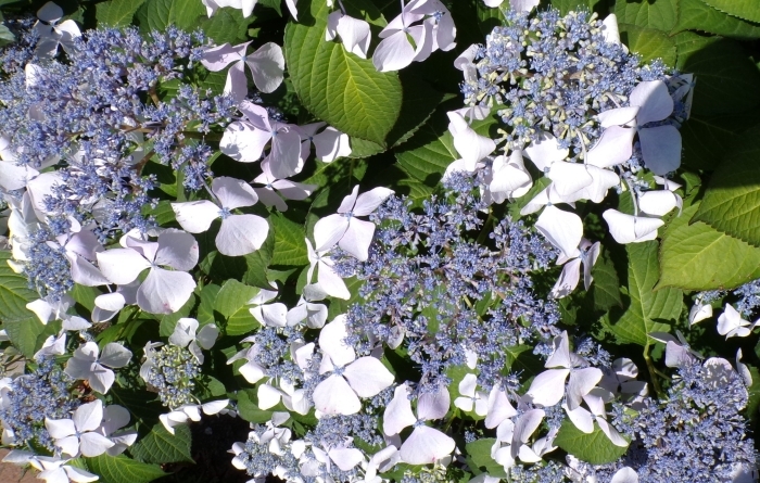 白い装飾花のガクアジサイの花