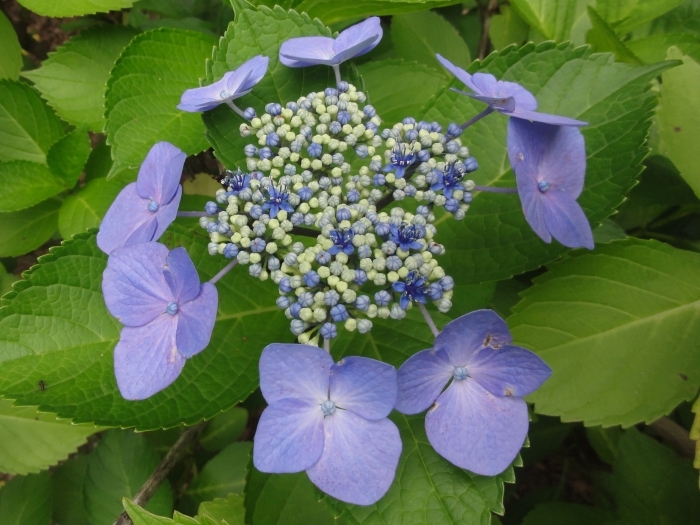 青い装飾花のガクアジサイの花