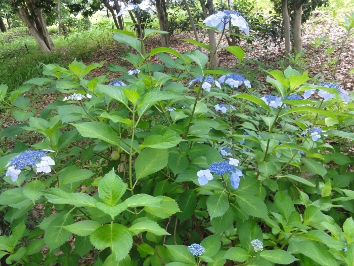 青い装飾花のガクアジサイの花