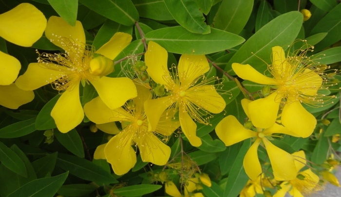 ビヨウヤナギの花