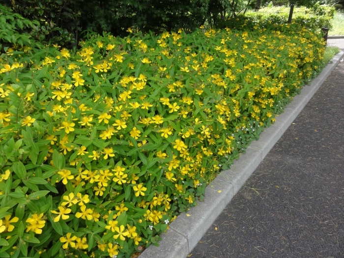 道路わきで咲く多くのビヨウヤナギ