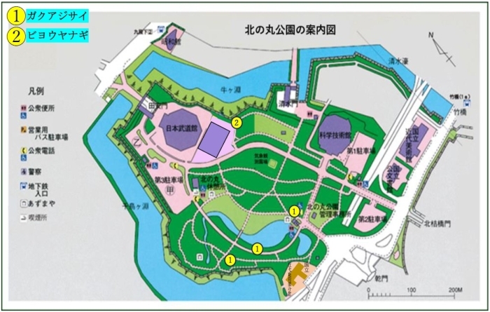 ガクアジサイとビヨウヤナギの地図