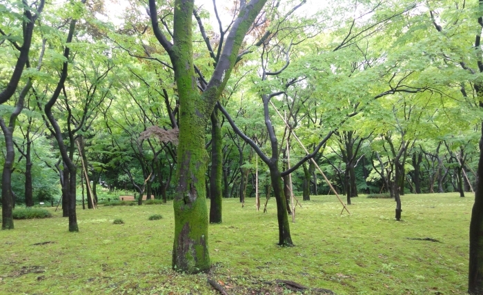 コツボゴケに覆われたモミジ林 その1
