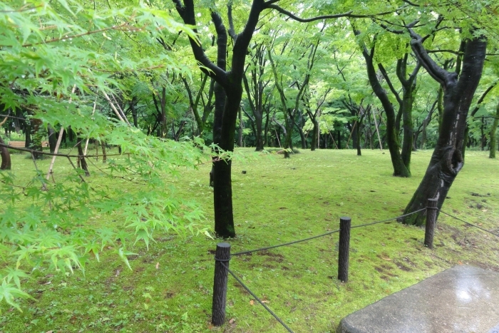 コツボゴケに覆われたモミジ林 その2