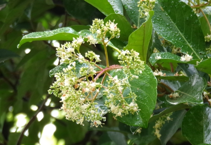 サンゴジュの花