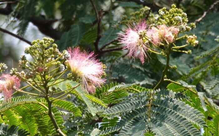 複数のネムノキの花