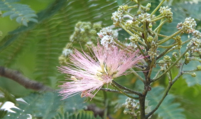 ネムノキの花のアップ