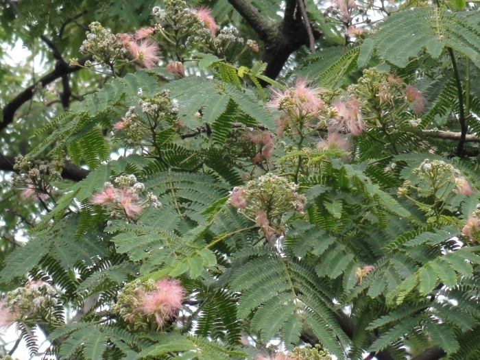 花がきれいに咲いたネムノキ