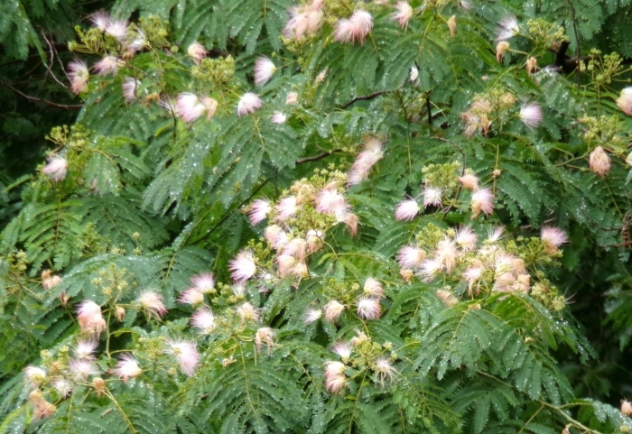 池のほとりに咲く 多くのネムノキの花