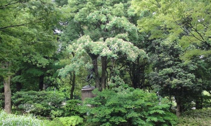 池のほとりのネムノキ