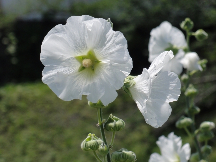 タチアオイの花