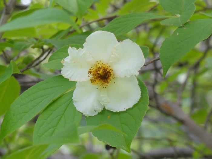 ナツツバキの花