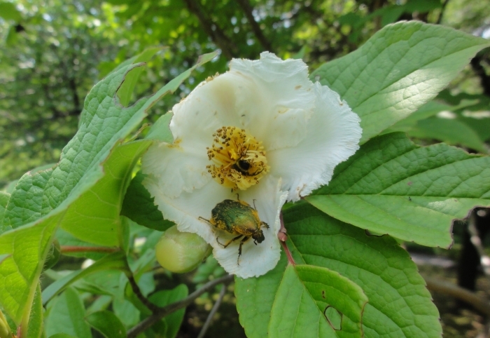 ナツツバキの花と花粉まみれの虫