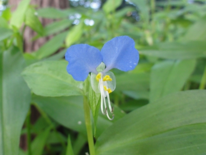 ツユクサの花　アップ