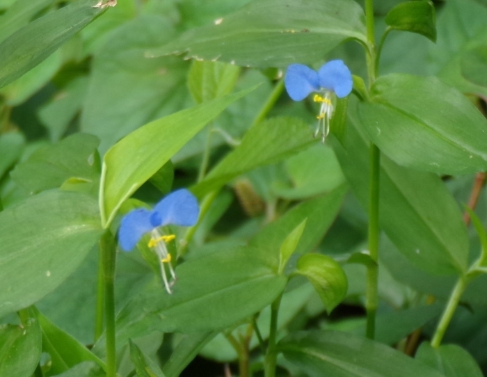 2輪のツユクサの花