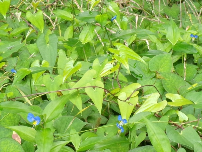 群生するツユクサの花