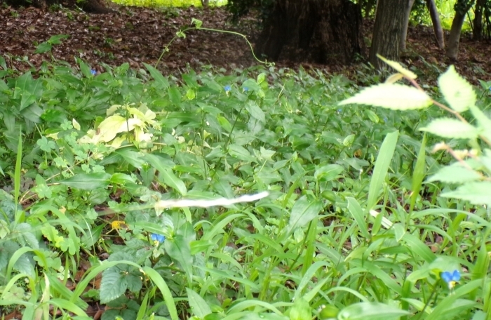 群生するツユクサの花　他の場所