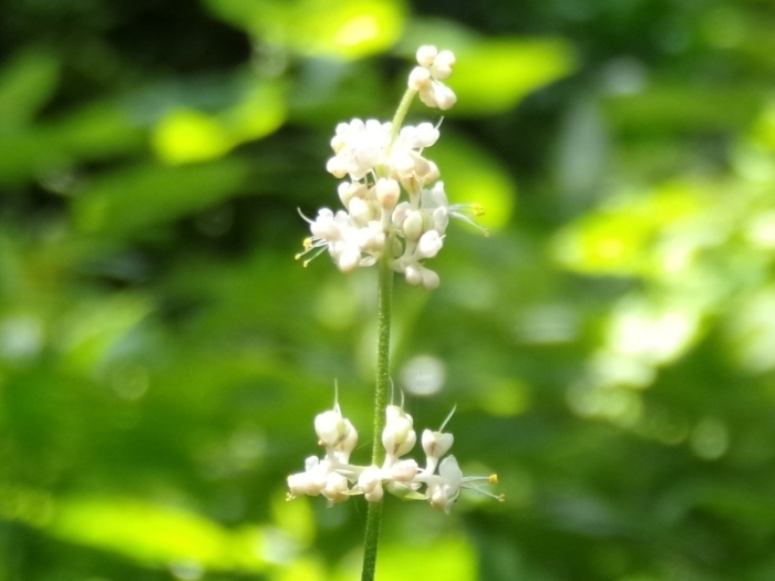 ヤブミョウガの花