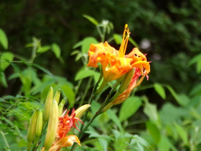 ヤブカンゾウの花とつぼみ