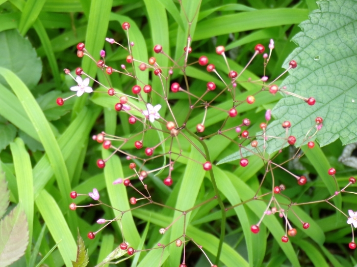 ハゼランの真っ赤な実と花