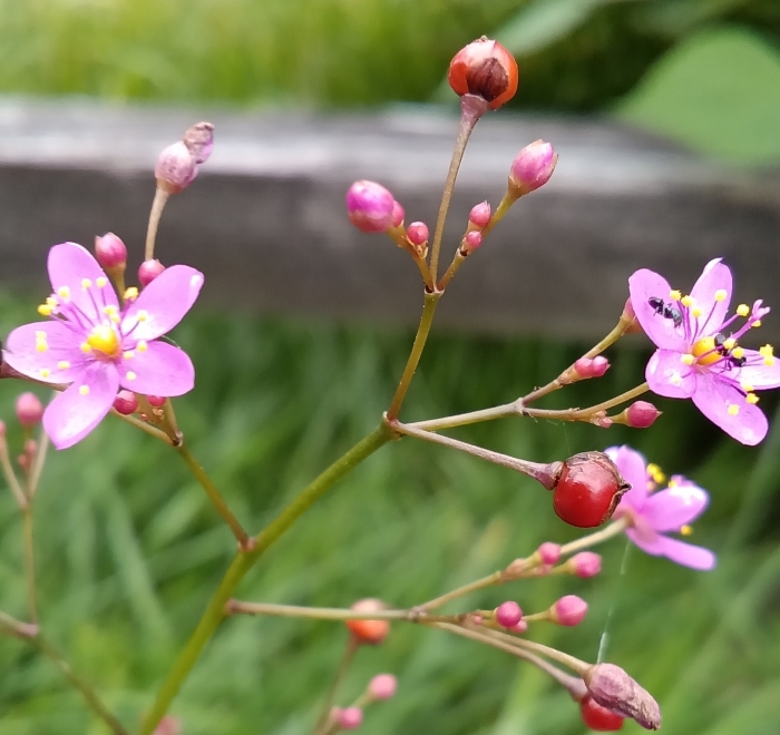 ハゼランの花