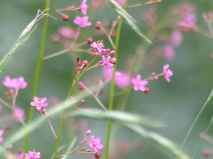 風になびくハゼランの花