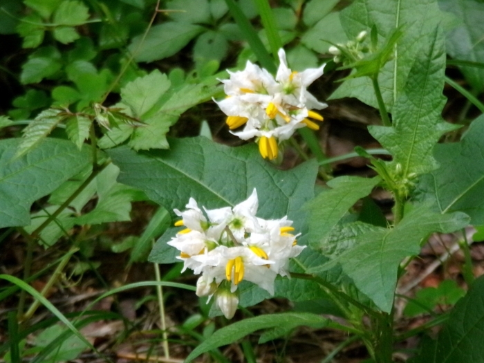 ワルナスビの花
