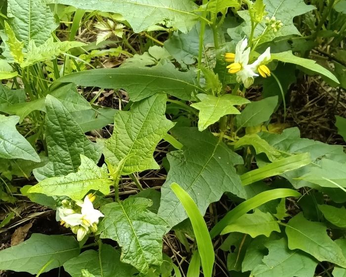 ワルナスビの花と葉