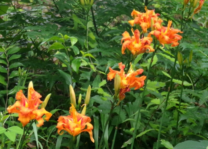 ヤブカンゾウの花群