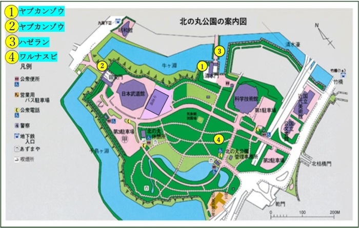 ヤブカンゾウとハゼランとワルナスビの地図