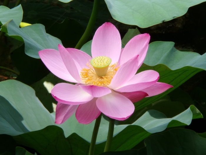 大きく開いたハスの花