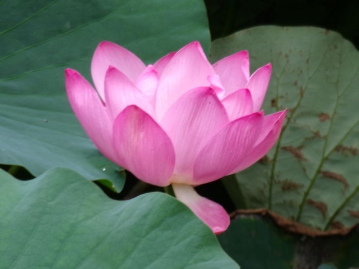 これから花びらを開くハスの花