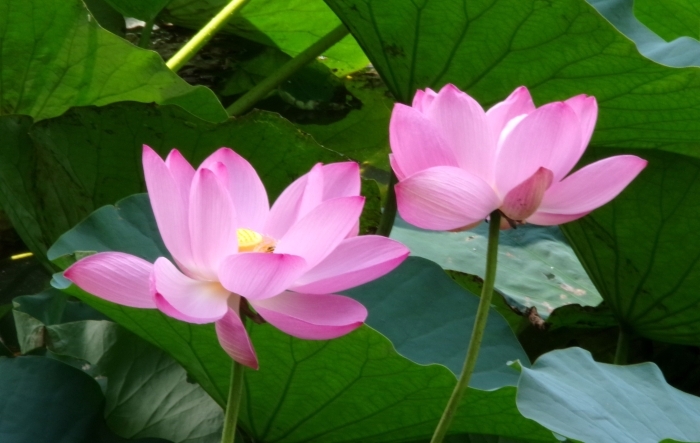 大きく開いたハスの花とこれから開くハスの花