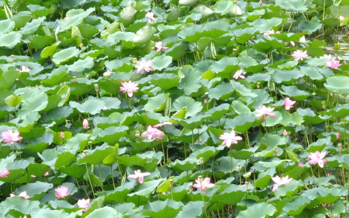 牛ヶ淵に開く多くのハスの花