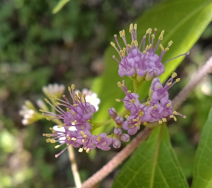 コムラサキの小さな花群