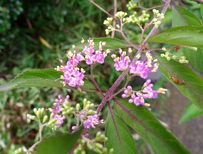 枝先のコムラサキの花　その2