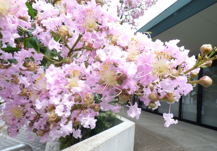 サルスベリの花